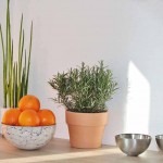 Un cuenco de naranjas, una planta en maceta y dos cuencos de metal vacíos están dispuestos sobre una superficie de madera clara contra una pared blanca.